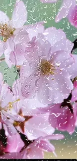 Raindrops on cherry blossoms create a serene mobile wallpaper.