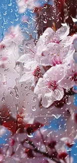 Cherry blossom and raindrop mobile wallpaper.