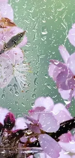 Cherry blossoms with raindrops on a serene green background.