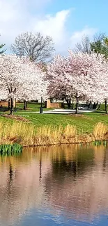 Cherry blossom trees reflected in a tranquil pond with a clear blue sky.