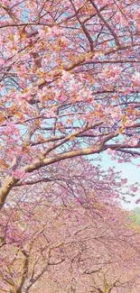 Cherry blossom trees lining a road under a bright blue sky.