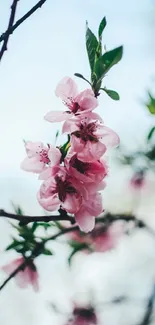 Delicate cherry blossoms with green leaves on branches.