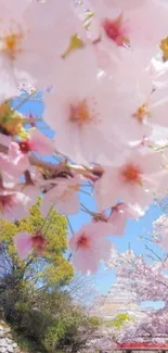 Cherry blossoms in full bloom under a clear blue sky with serene scenery.