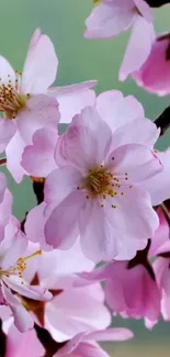 Cherry blossom mobile wallpaper with pink flowers and green background.