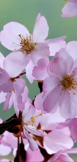 Elegant cherry blossoms in soft pink hues for mobile wallpaper.