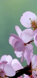 Pink cherry blossoms on a soft green background for mobile wallpaper.