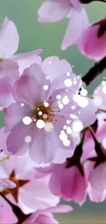 Pink cherry blossoms in full bloom with a serene background.