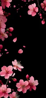 Cherry blossom wallpaper with black background and pink flowers.