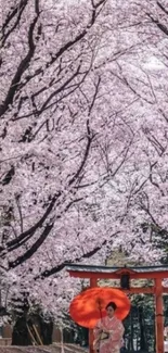 Cherry blossom trees with red umbrella on a peaceful pathway.