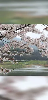 Serene cherry blossom scene with soft pink floral hues and tranquil lake view.