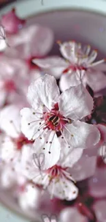 Close-up of soft pink cherry blossoms in delicate bloom.