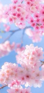 Cherry blossom wallpaper with pink flowers and blue sky.