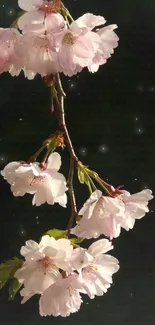 Elegant cherry blossom branch with pink flowers against a dark green backdrop.