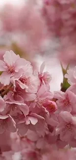 Cherry blossoms in full bloom with soft pink petals for a serene wallpaper.