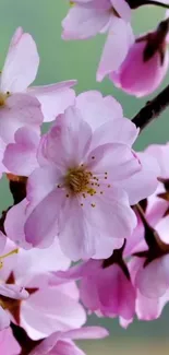 Cherry blossom branches with pink flowers in full bloom against a serene background.