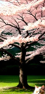 A cherry blossom tree in full bloom with a green field.