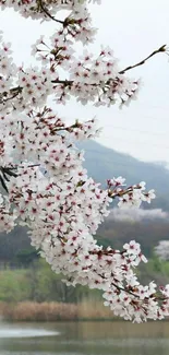 Cherry blossom branches over a peaceful lake backdrop.