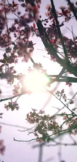 Cherry blossom branches with sunlight in background, soft pink hues dominate.