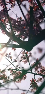 Cherry blossom branches with pink flowers against a soft sky background.