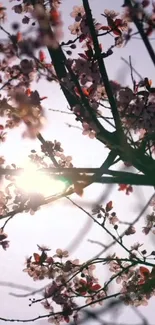 Delicate cherry blossoms in sunlight with a soft pink sky background.