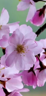 Pink cherry blossoms on green background.