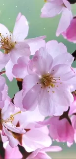 Serene cherry blossom wallpaper with pink petals and soft green background.