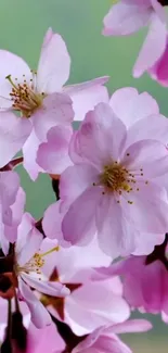 Delicate cherry blossoms against a soft green backdrop, creating a serene pink theme.