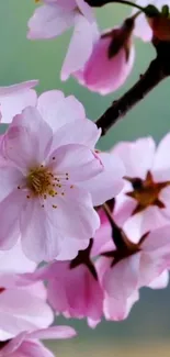 Cherry blossoms in soft focus create a serene pink mobile wallpaper.