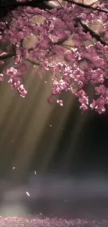 Mobile wallpaper of cherry blossoms with sunlight creating a serene atmosphere.