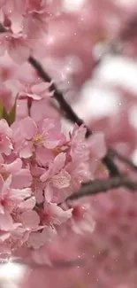 Cherry blossoms in full bloom, soft pink petals glowing.