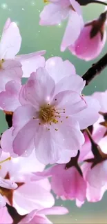 Serene cherry blossom mobile wallpaper with soft pink petals.