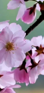 Delicate pink cherry blossoms blooming on a branch, perfect for serene mobile wallpaper.