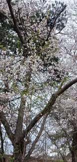 Cherry blossom trees with pink flowers in springtime.