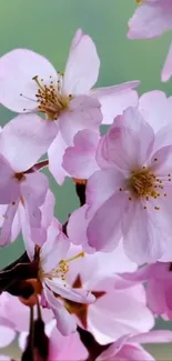 Cherry blossoms mobile wallpaper with soft pink petals against a green backdrop.