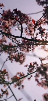 Elegant cherry blossom branches with soft pink flowers against sunlight.