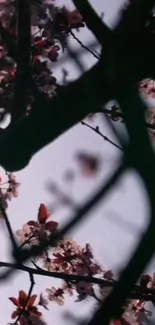 Dark silhouette of cherry blossoms against sky.