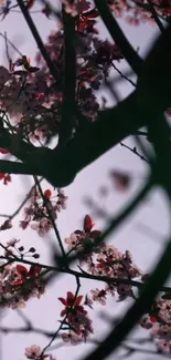 Cherry blossom branches against a soft sky.