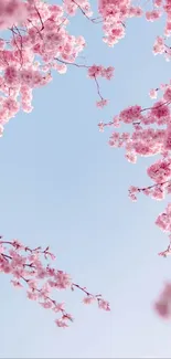 Cherry blossoms against a blue sky, creating a serene and elegant mobile wallpaper.