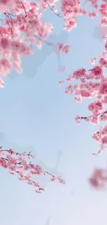 Cherry blossom branches against blue sky background.