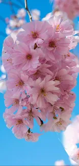 Pink cherry blossoms against a bright blue sky.