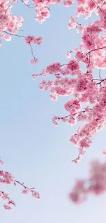 Cherry blossoms against a blue sky create a serene mobile wallpaper.