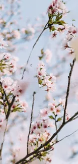 Cherry blossoms against a clear blue sky, creating a peaceful and serene mobile wallpaper.