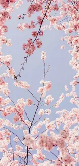 Cherry blossoms with pink flowers against a clear blue sky.