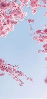 Cherry blossoms against a blue sky background.