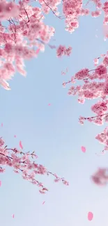 Cherry blossoms against a serene blue sky, ideal mobile wallpaper.