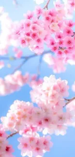 Cherry blossoms against a clear blue sky, perfect for a peaceful mobile wallpaper.