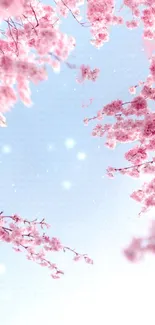 Cherry blossoms against a blue sky, perfect for a serene mobile wallpaper.