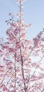 Cherry blossoms against a blue sky.