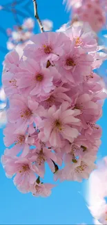 Cherry blossoms against a bright blue sky, showcasing delicate pink petals.