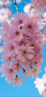 Cherry blossoms against a bright blue sky, capturing the beauty of spring.